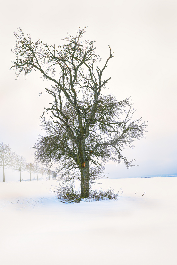 mein Freund der Baum