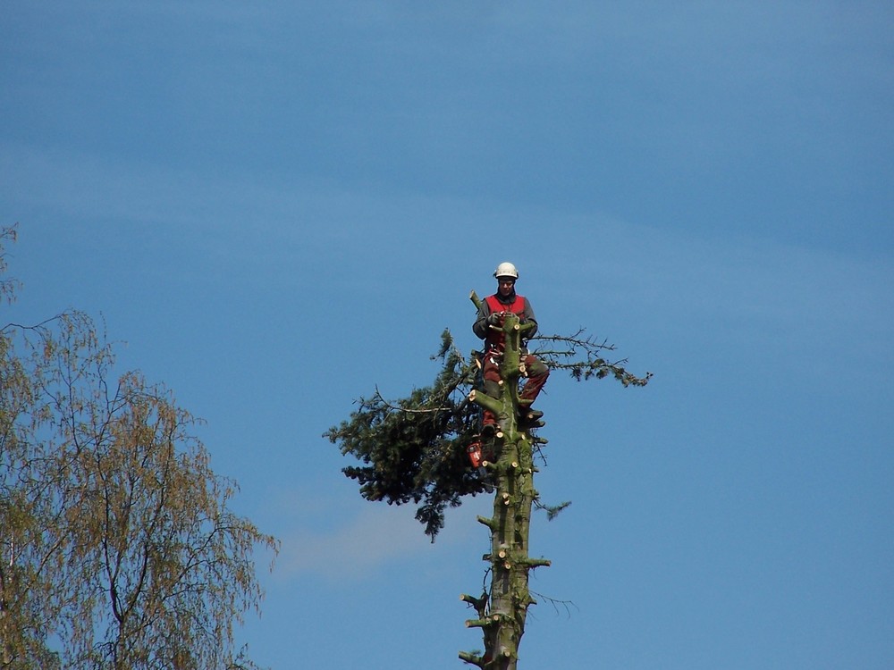 Mein Freund der Baum ???