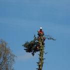 Mein Freund der Baum ???