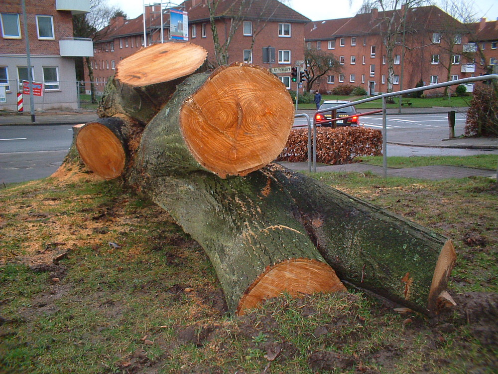 mein freund der baum...