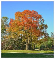 - Mein Freund, der Baum -