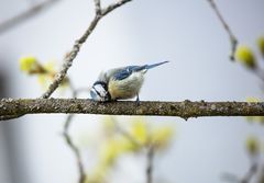 mein Freund der Baum....