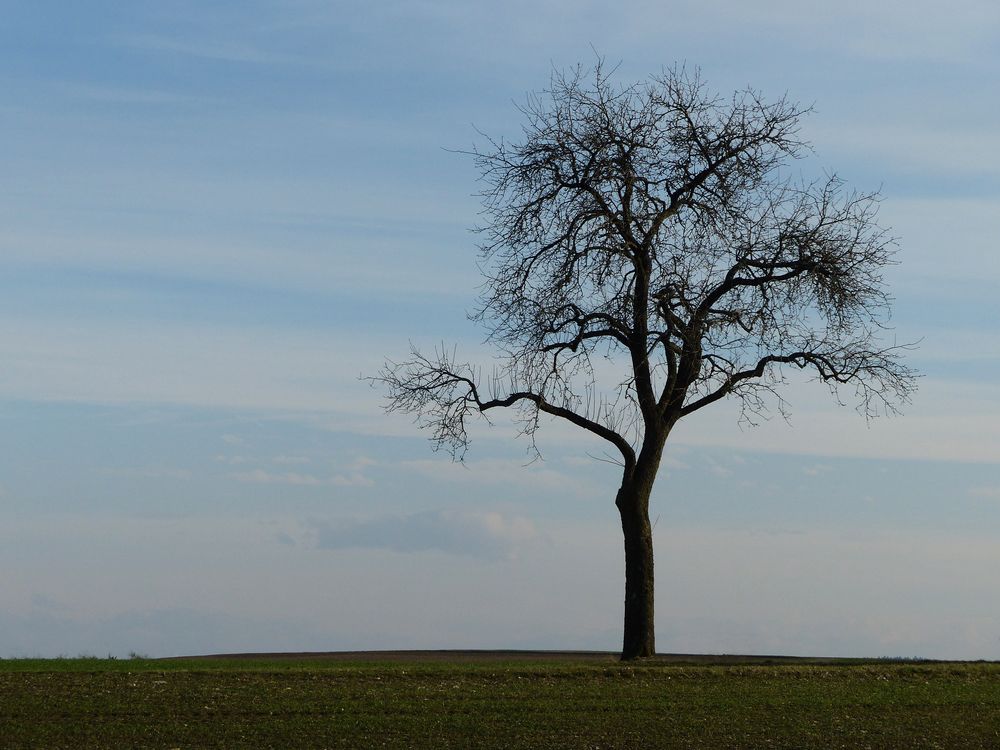 Mein Freund der Baum... 