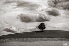 Mein Freund der Baum