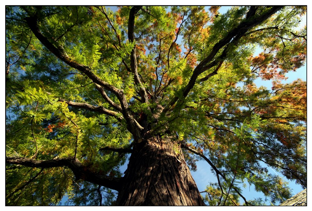 Mein Freund der Baum.....