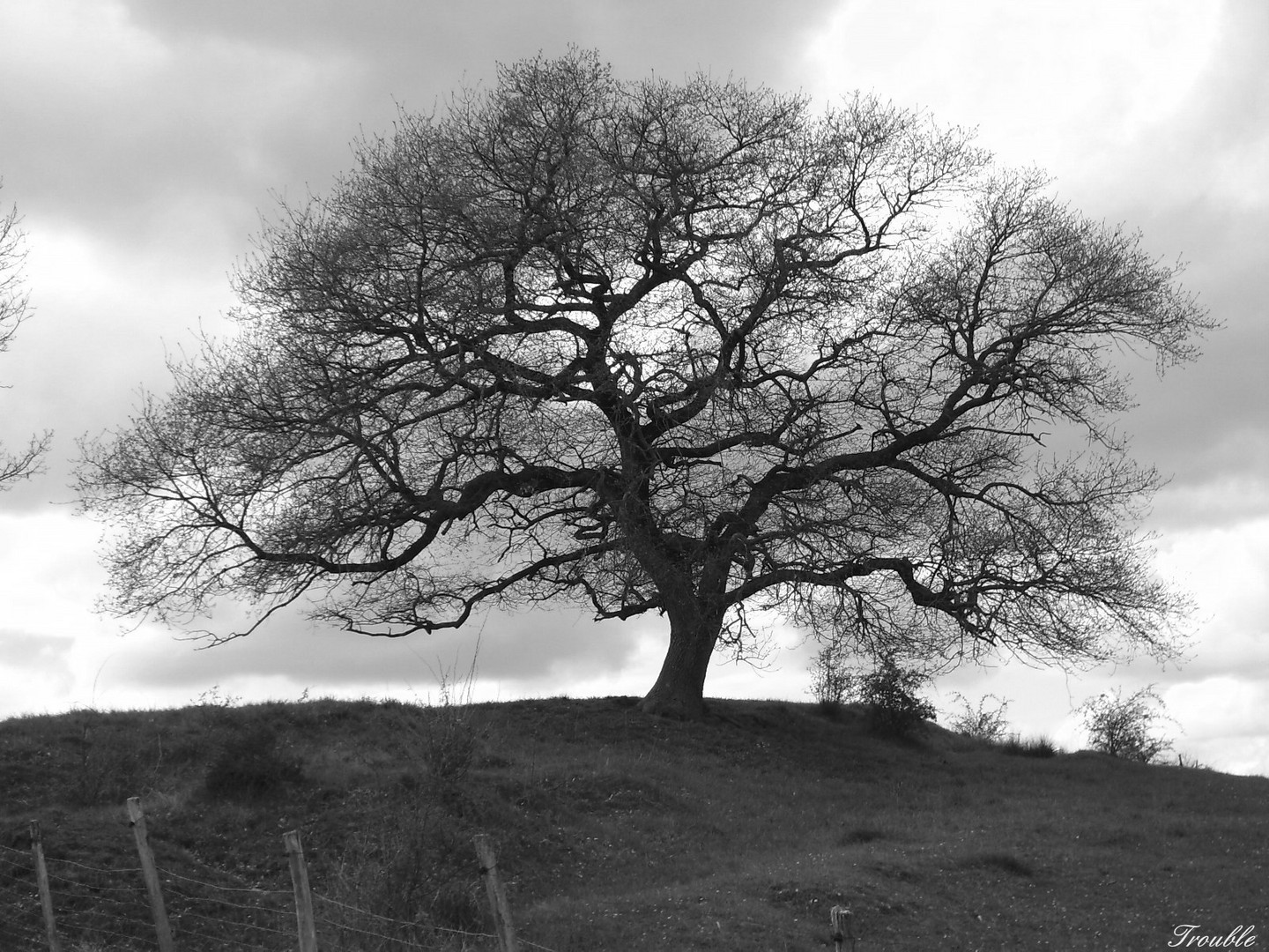 Mein Freund der Baum...