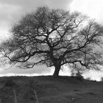 Mein Freund der Baum...