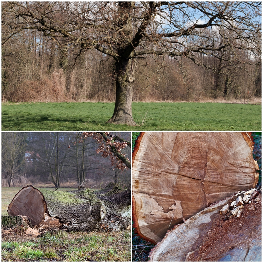 mein Freund der Baum