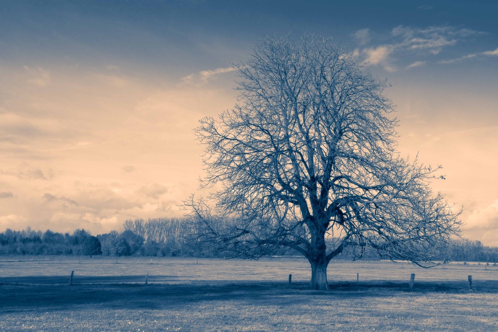 Mein Freund der Baum