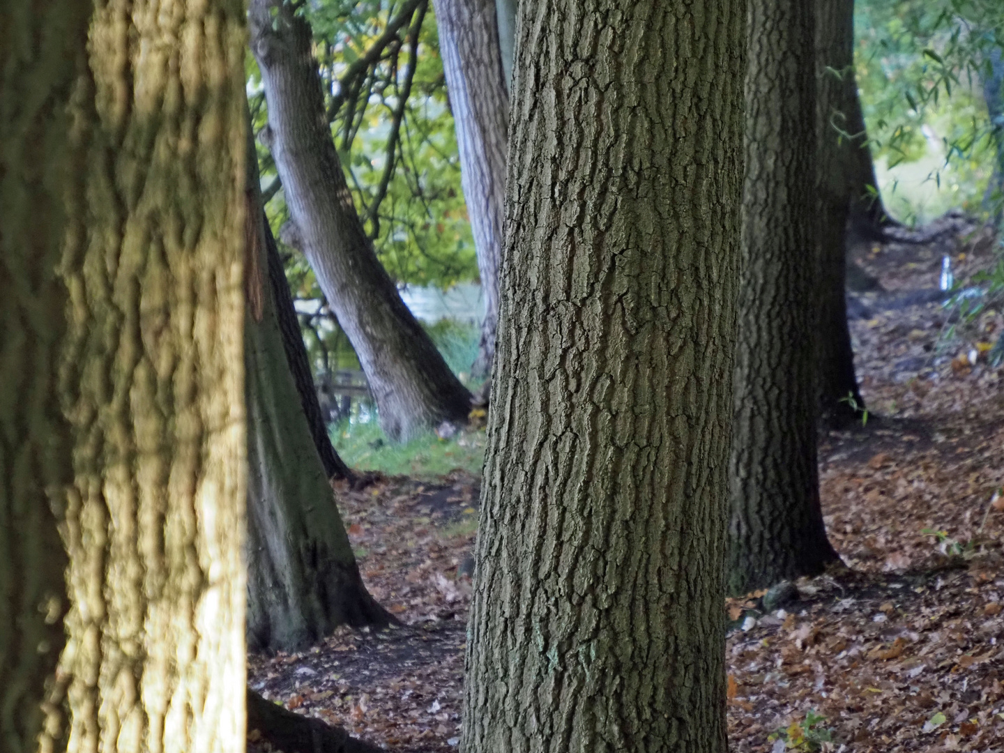 mein Freund der Baum