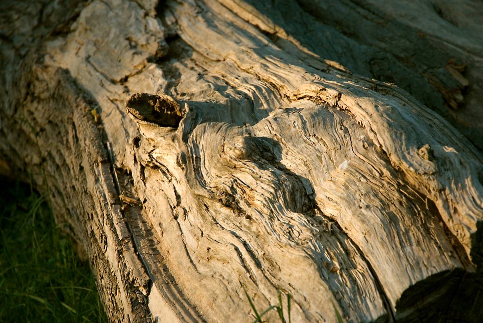 mein Freund der Baum....