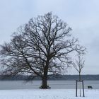 mein Freund der Baum