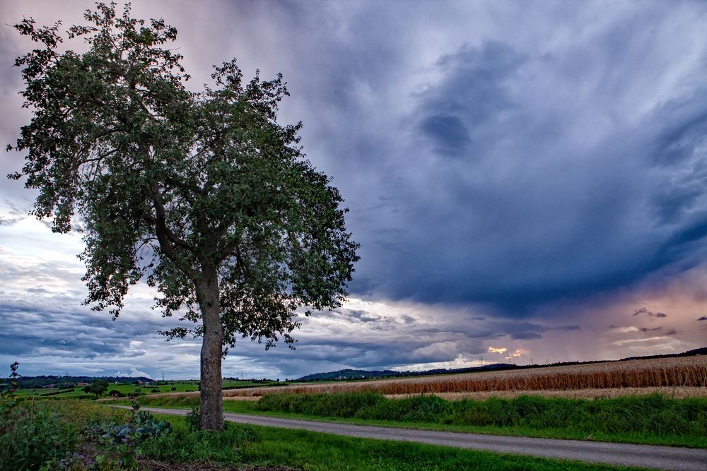 Mein Freund der Baum