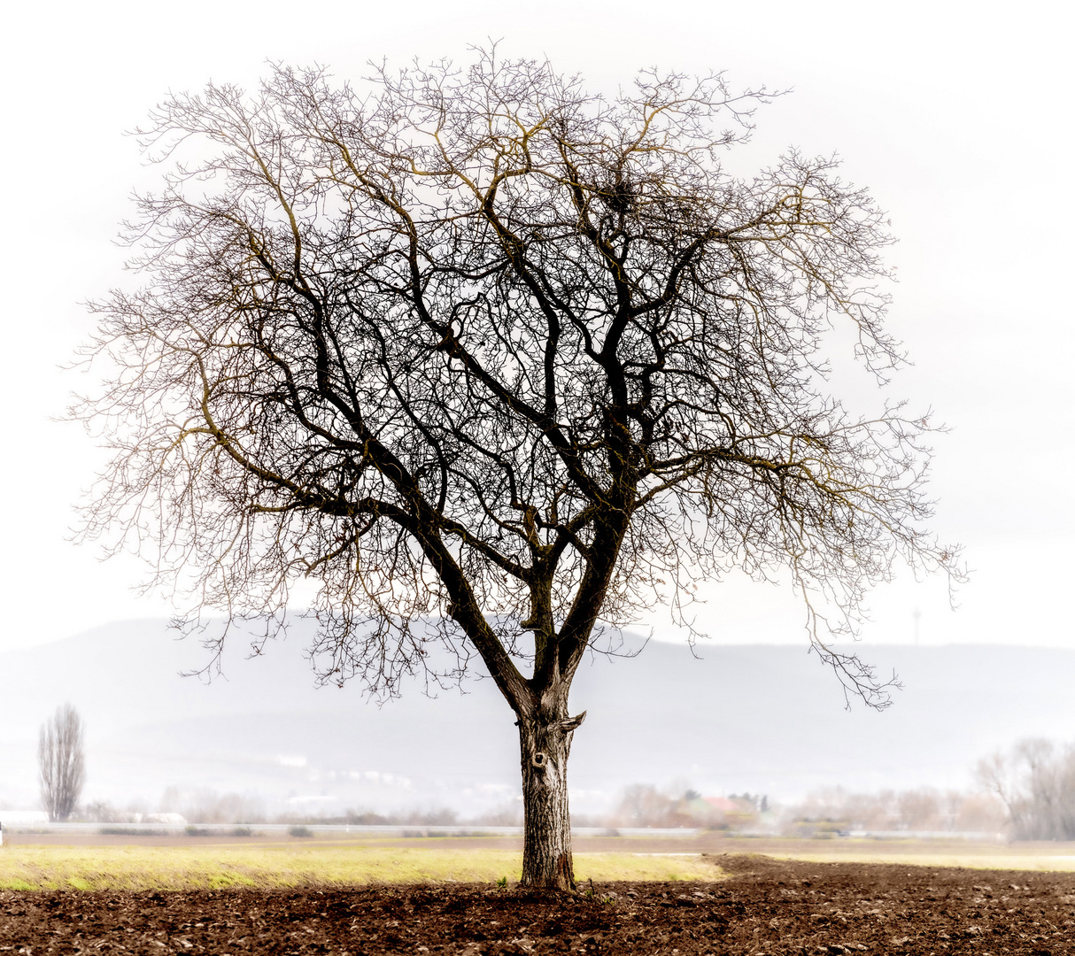 Mein Freund der Baum 