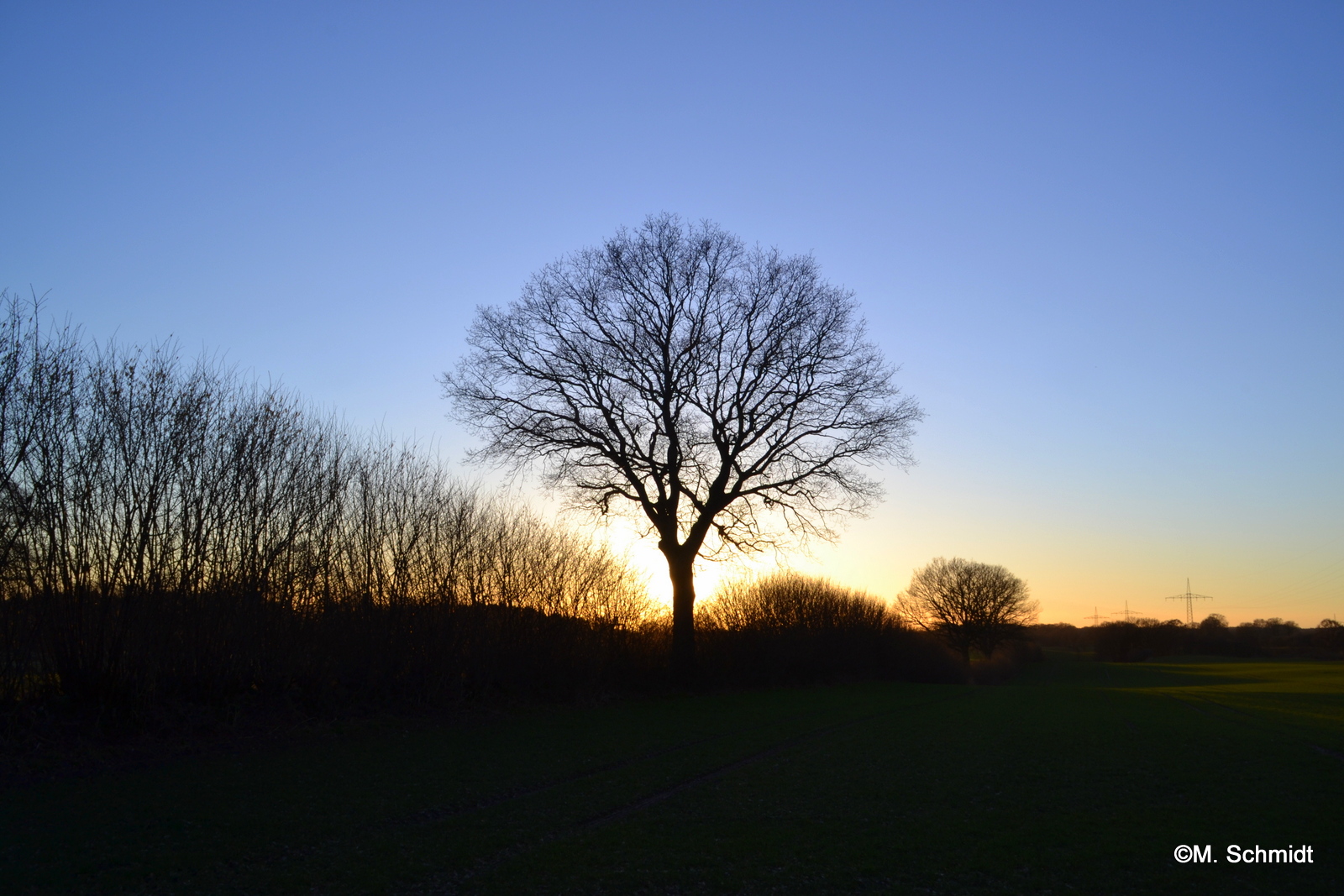 Mein Freund der Baum