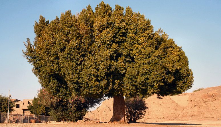 "Mein Freund der Baum…"