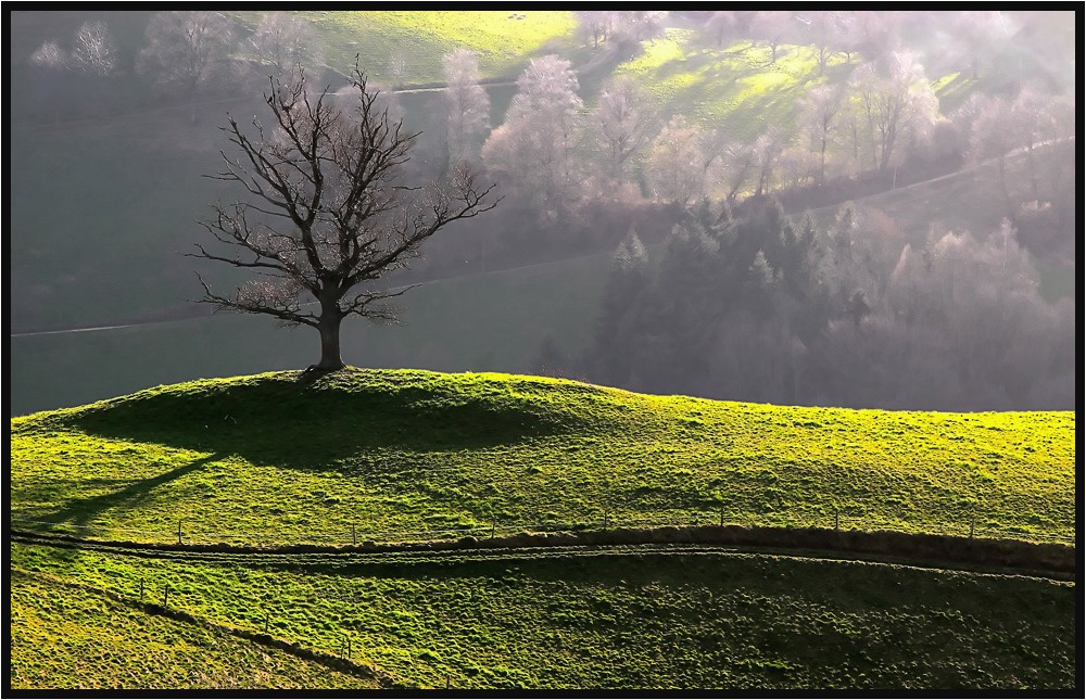 Mein Freund, der Baum