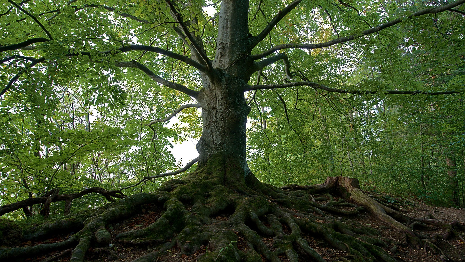 Mein Freund - der Baum