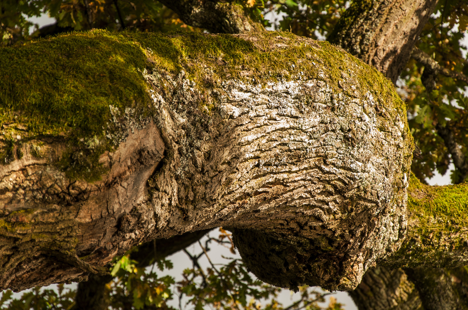 Mein Freund der Baum