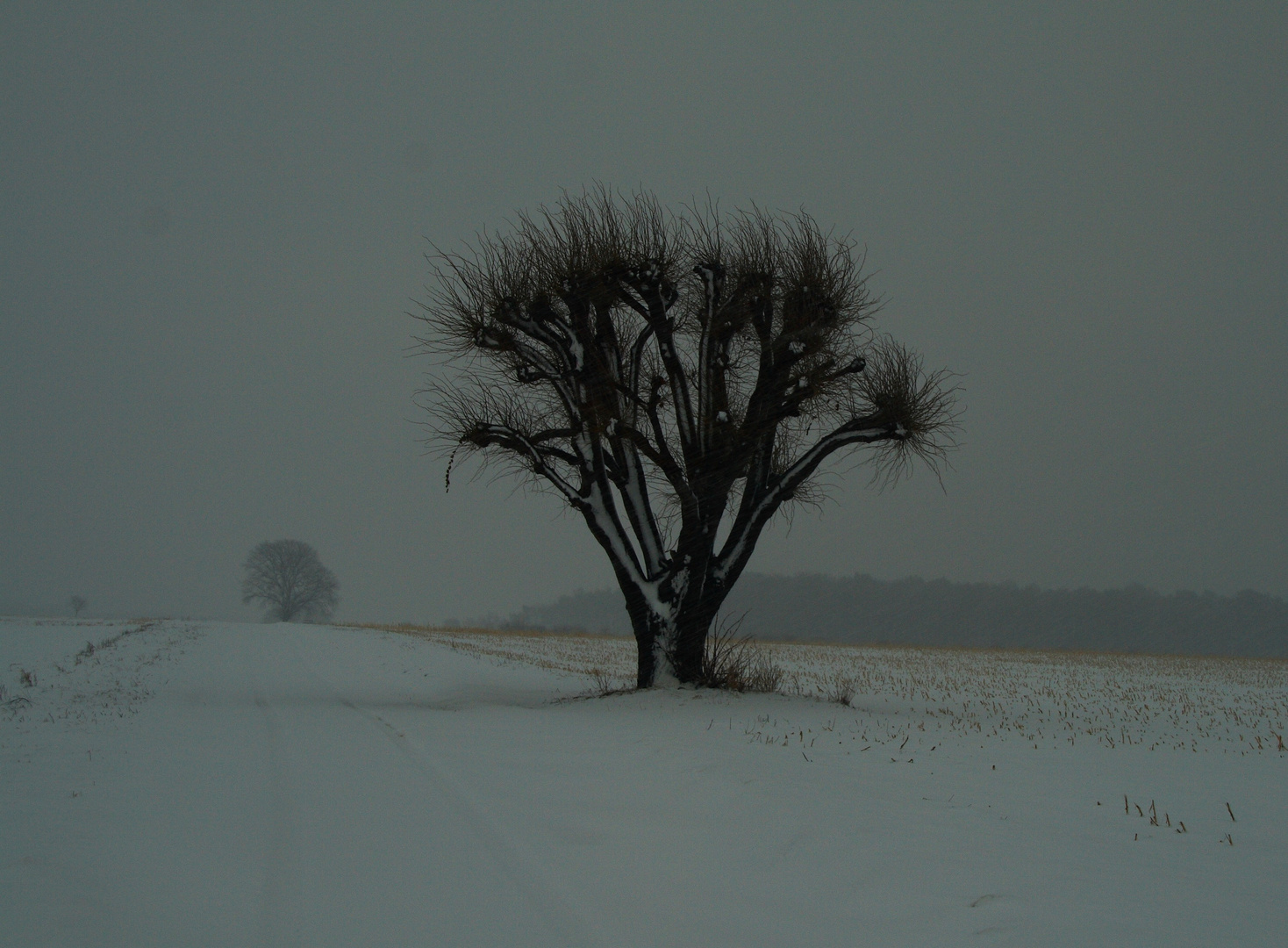 Mein Freund der Baum