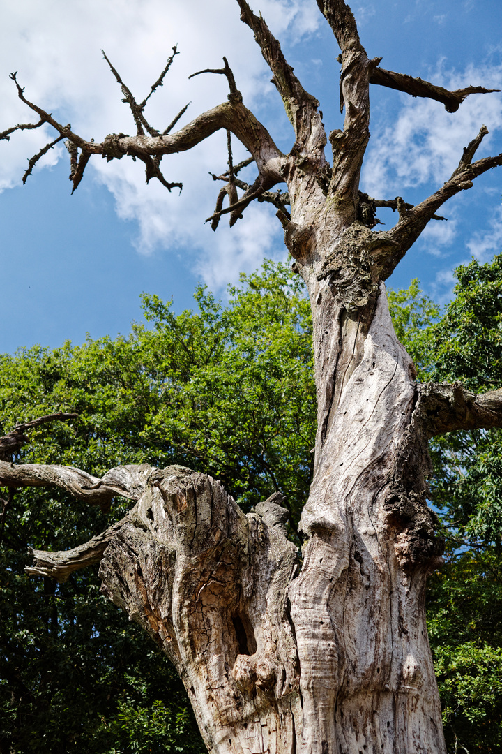 Mein Freund der Baum......