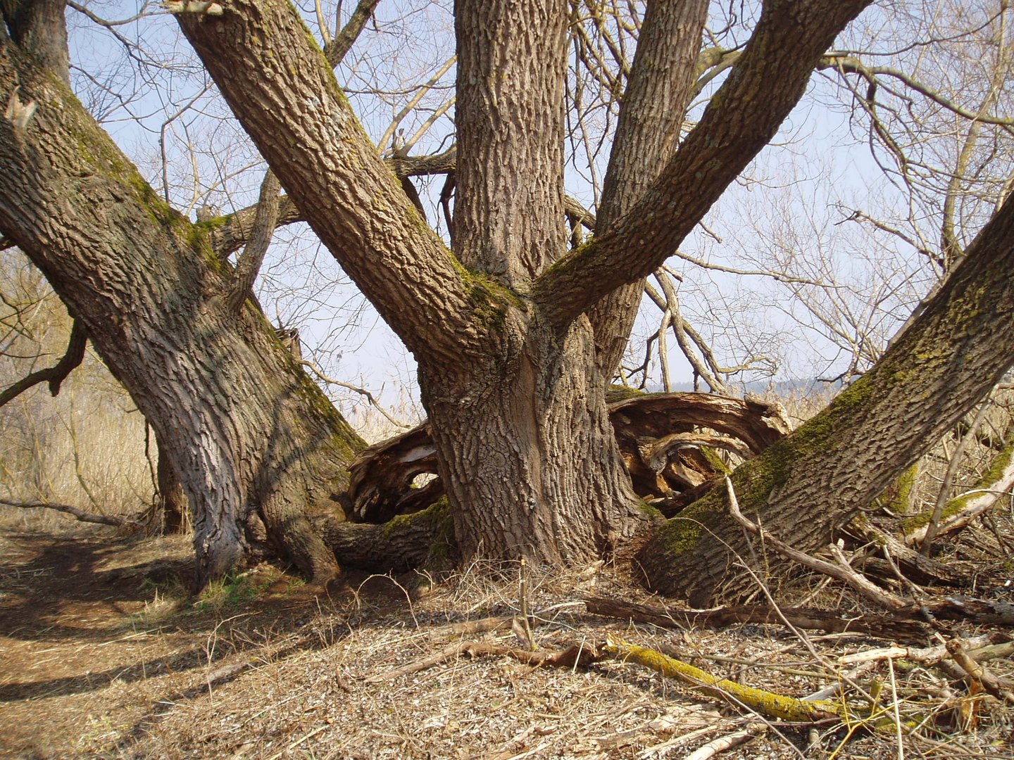 mein Freund der Baum ...