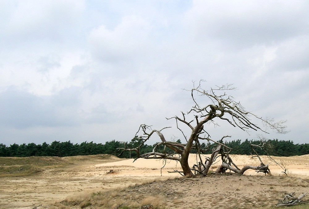 mein Freund der Baum...