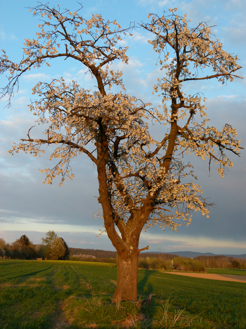 Mein Freund der Baum.