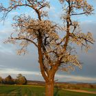 Mein Freund der Baum.