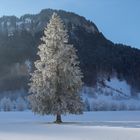 Mein Freund der Baum.