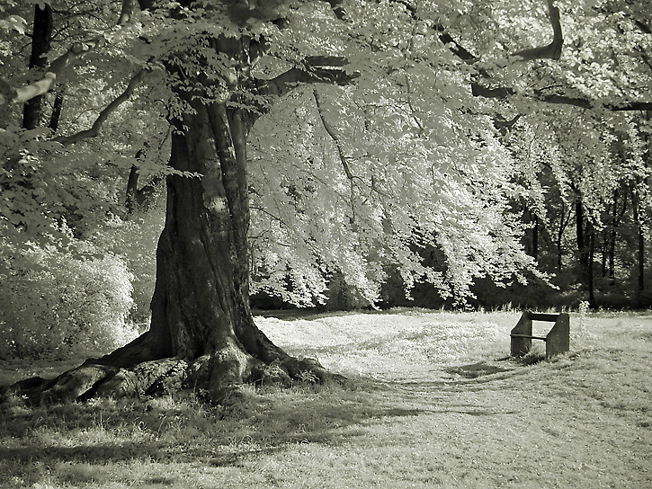 Mein Freund der Baum