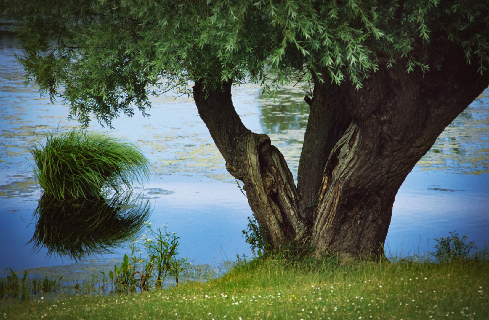 Mein Freund der Baum