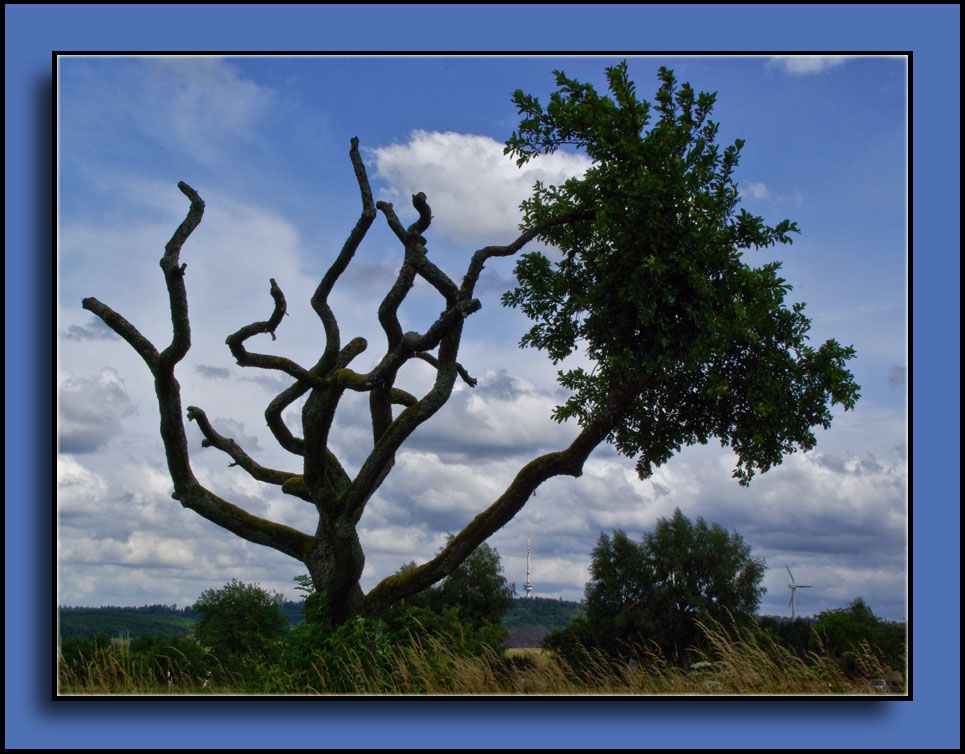 Mein Freund der Baum