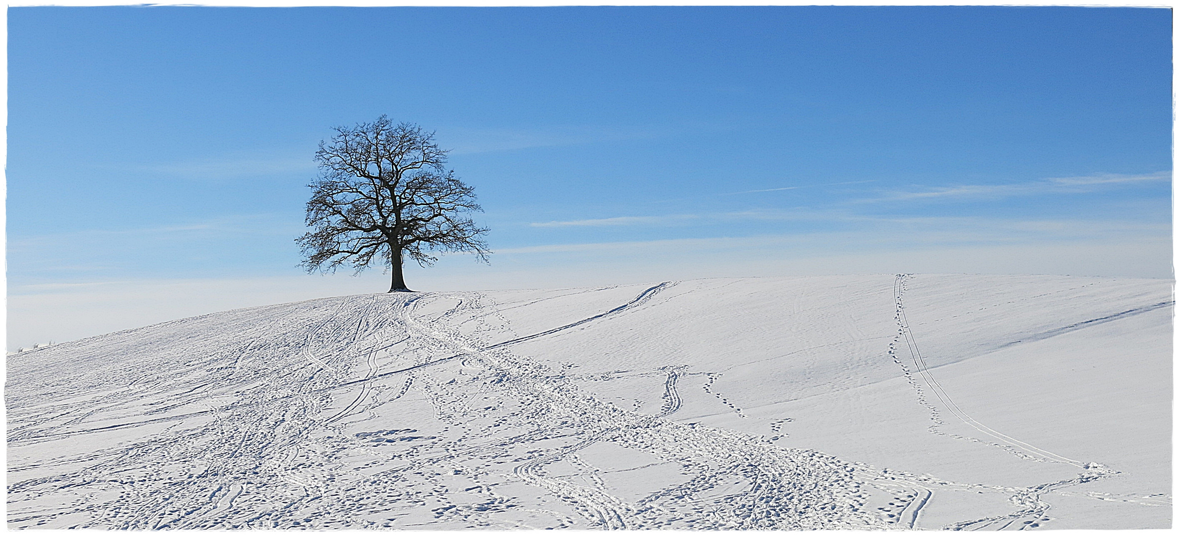 mein freund der baum.....