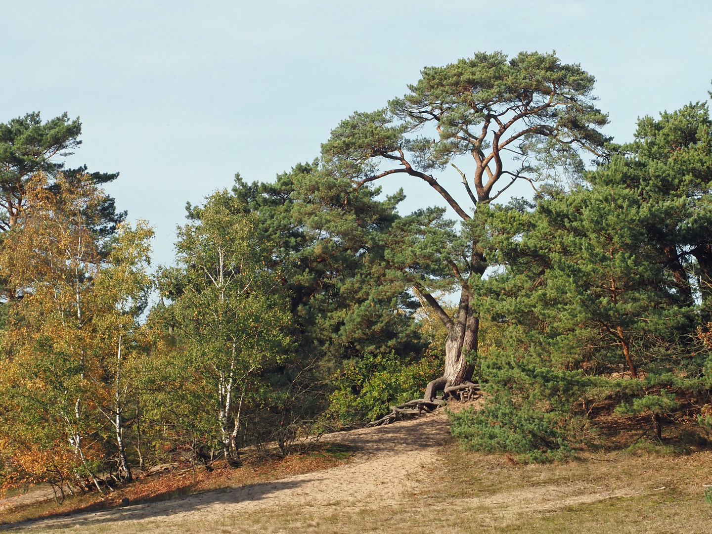 mein Freund der BAUM