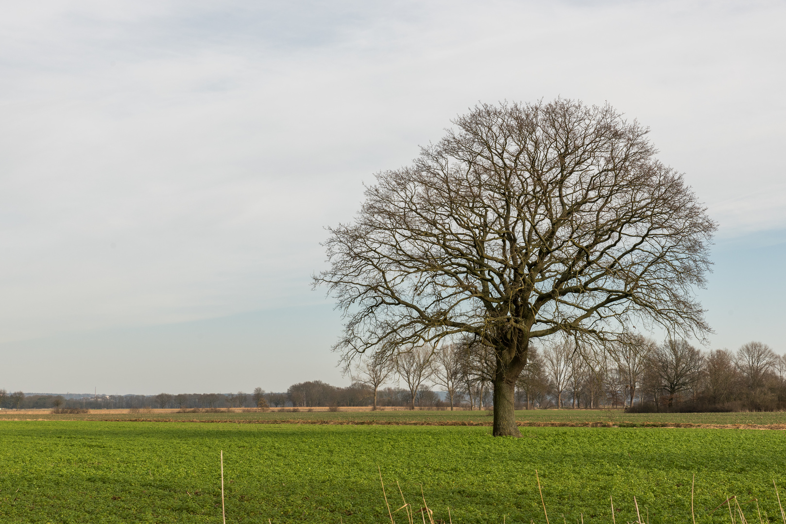 mein Freund der Baum