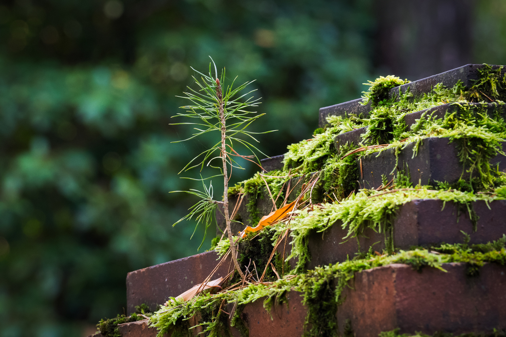 Mein Freund der Baum