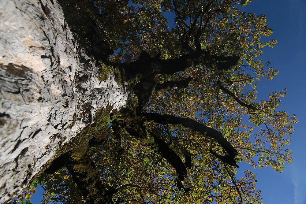 Mein Freund der Baum 3