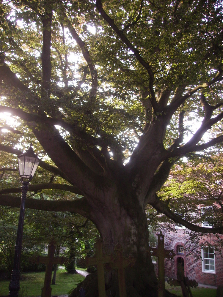 Mein Freund, der Baum 