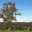 Mein Freund der Baum....