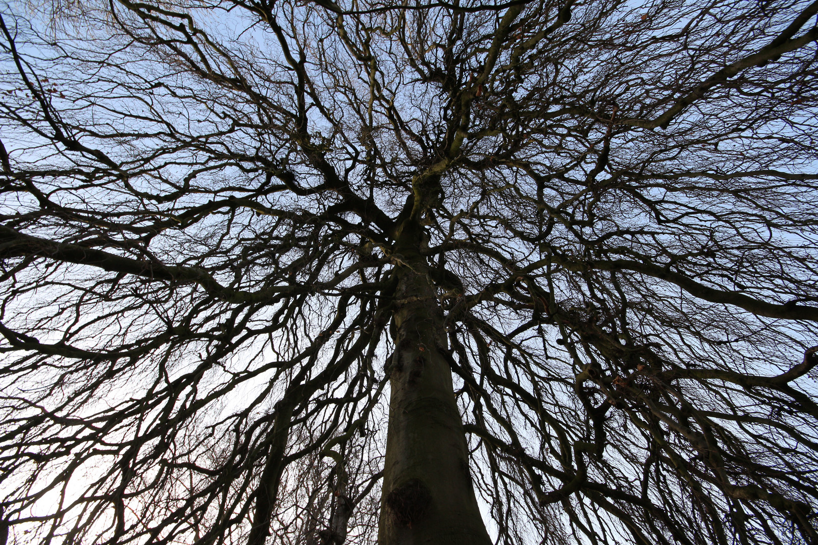 Mein Freund der Baum 