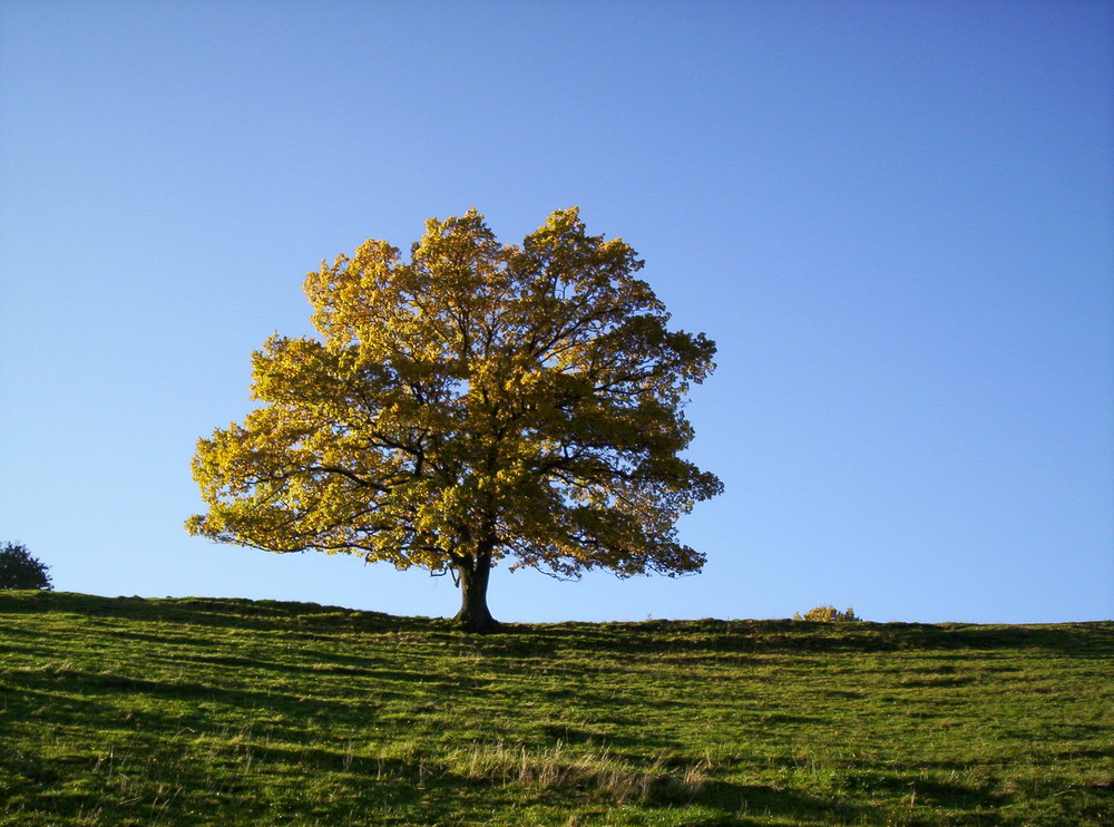 Mein Freund der Baum