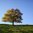 Mein Freund der Baum