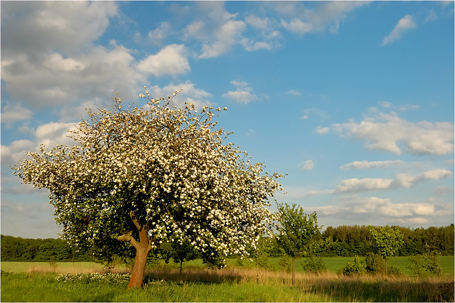 Mein Freund der Baum