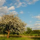 Mein Freund der Baum