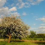 Mein Freund der Baum