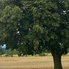 mein Freund der Baum