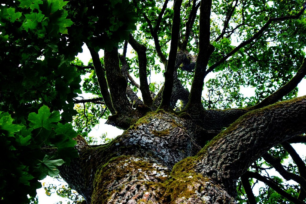 +++MEIN FREUND - DER BAUM+++