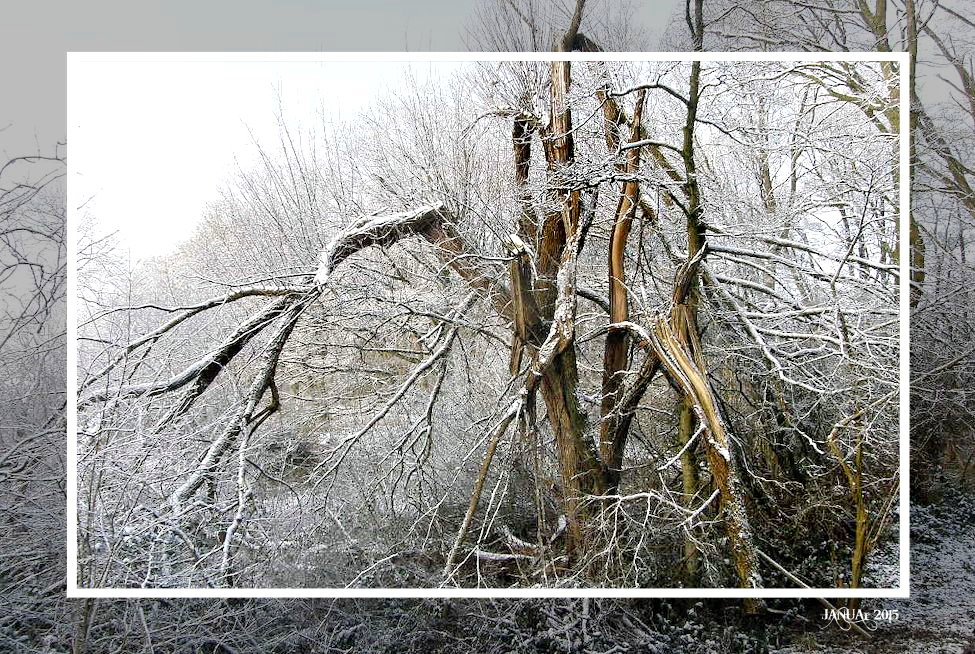 .. " mein Freund der Baum " ..