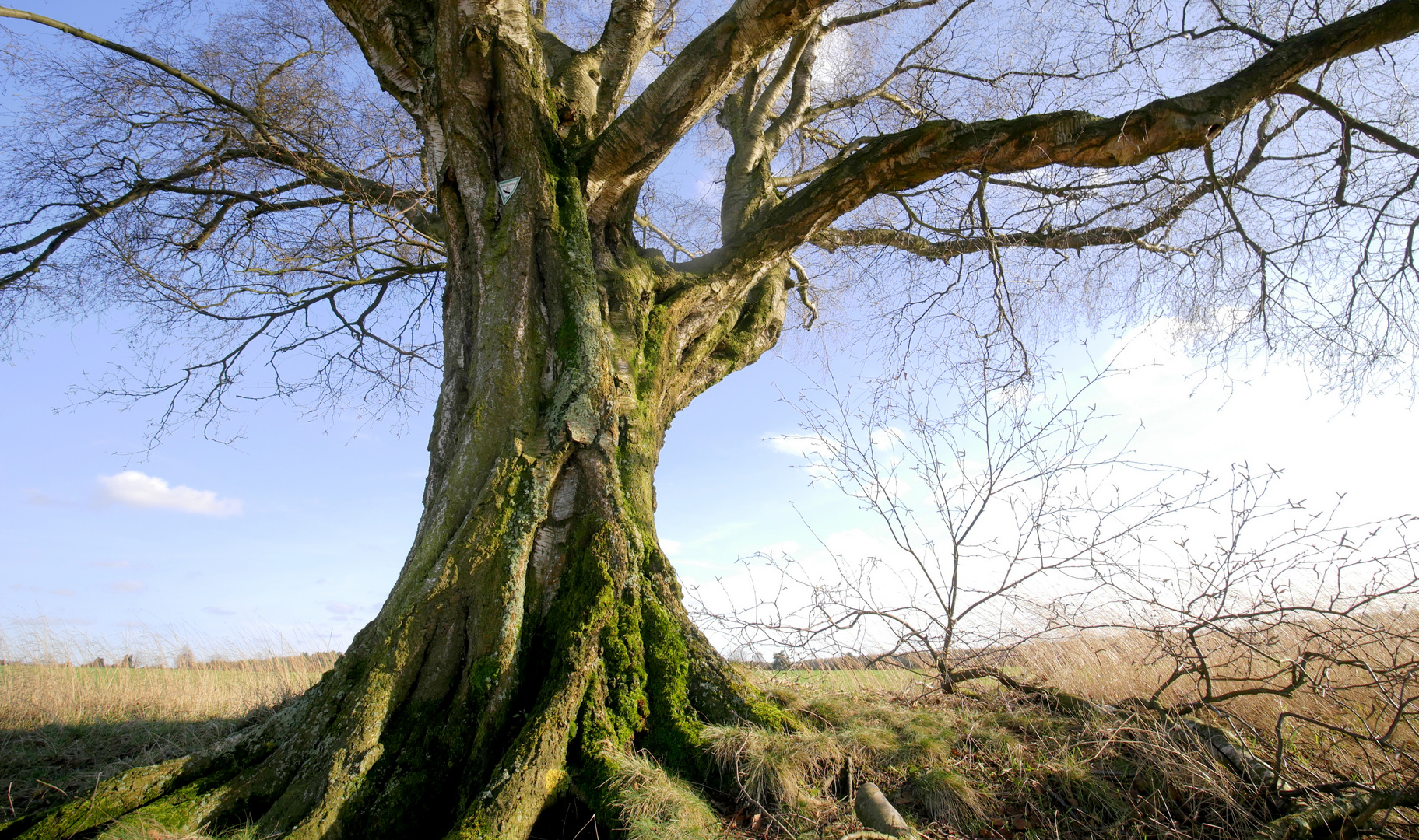 Mein Freund der Baum.